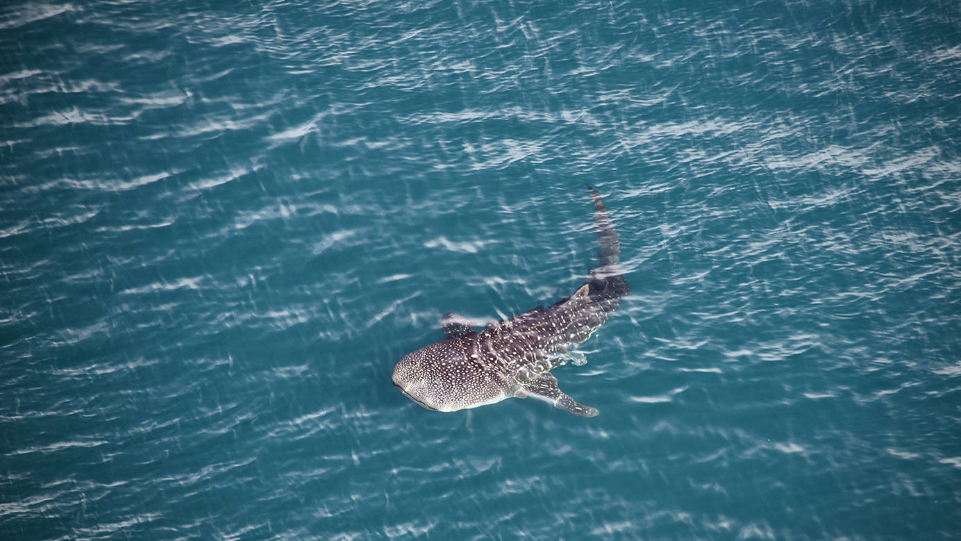 whale shark air